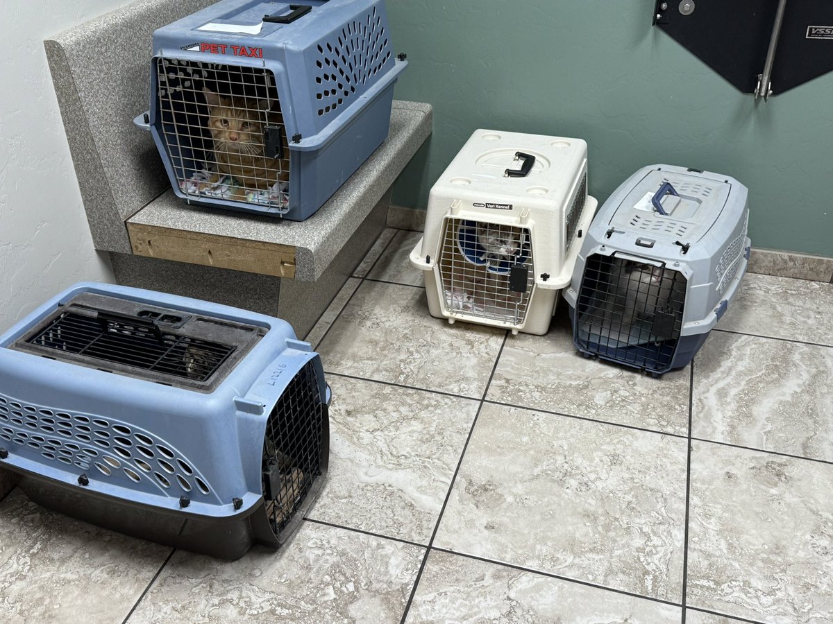 A big vet day with four heading in!

One is my cat, then Lizzie who is still recovering from a horrible scorpion sting, Medium Cheddar with an injured paw, and Rory who is struggling with nausea. 

Help us with this $500 bill (personal cat not included!) whiskerssanctuary.com/donate