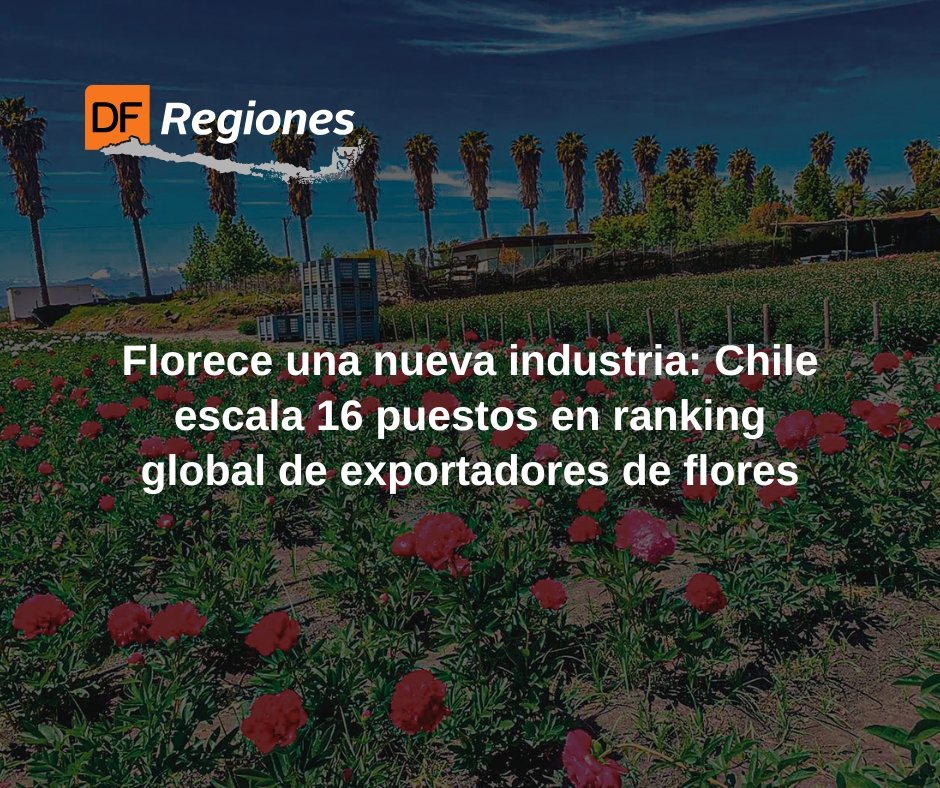 🔑#DFRegiones | Florece una nueva industria: Chile escala 16 puestos en ranking global de exportadores de flores
df.cl/regiones/flore…