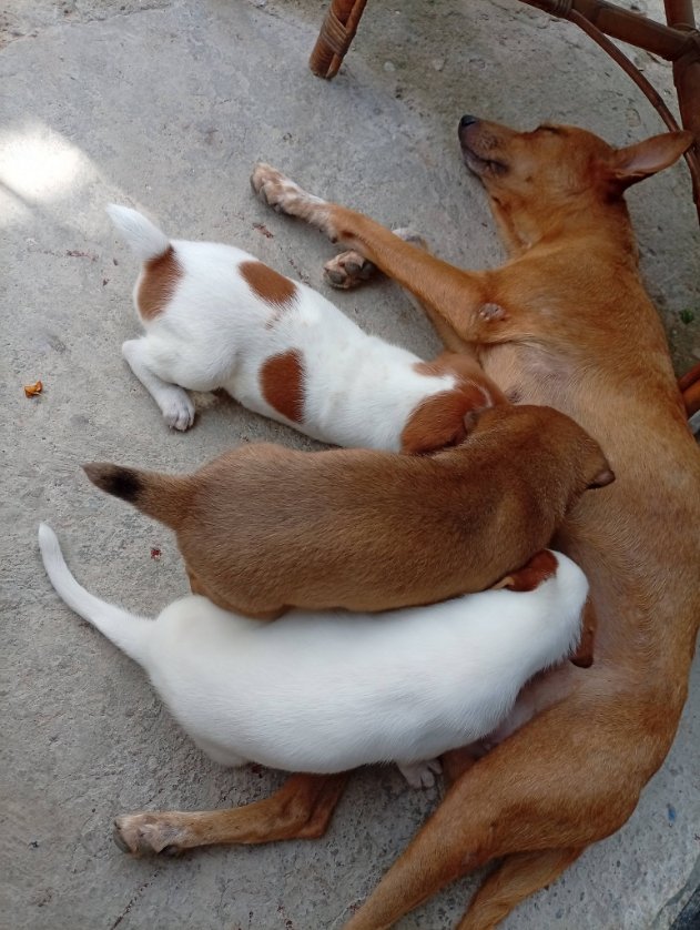 A64029345's tweet photo. Se dan en adopción tienen un mes... Mestizos. 3  hembras y un macho.. en la isla de margarita, estado nueva Esparta 📷📷📷04165972697 https://t.co/5LisLbbMk2