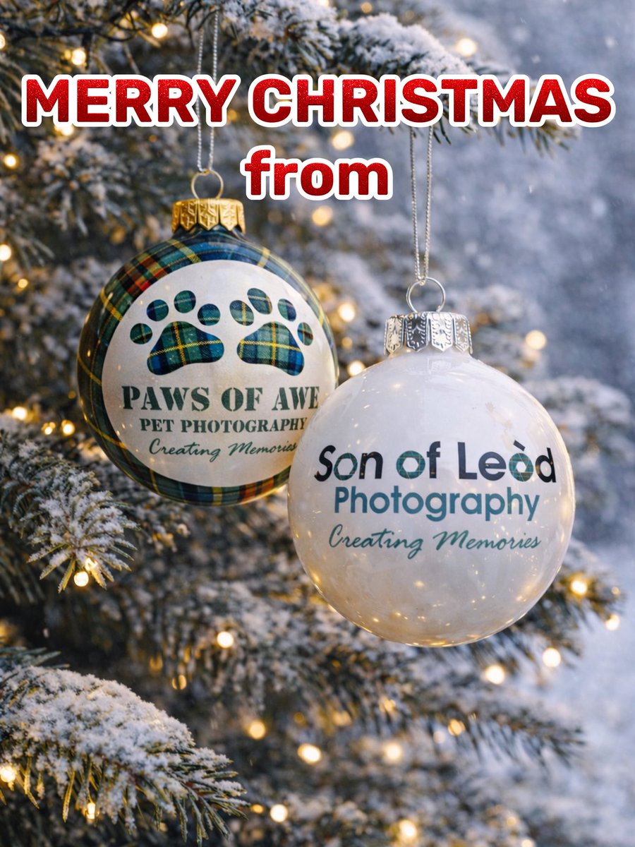 Paws of Awe Pet Photography 🐾 tweet media