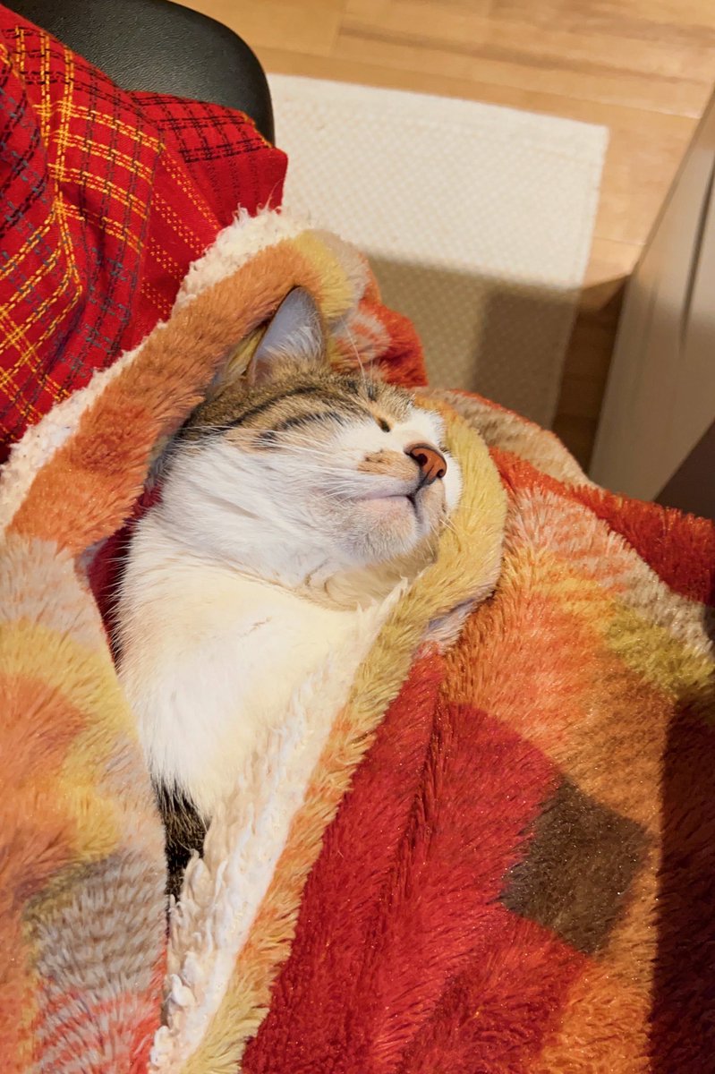 週休8日の猫吸い (@8VA64ArRkX7nOHE) / Posts / X