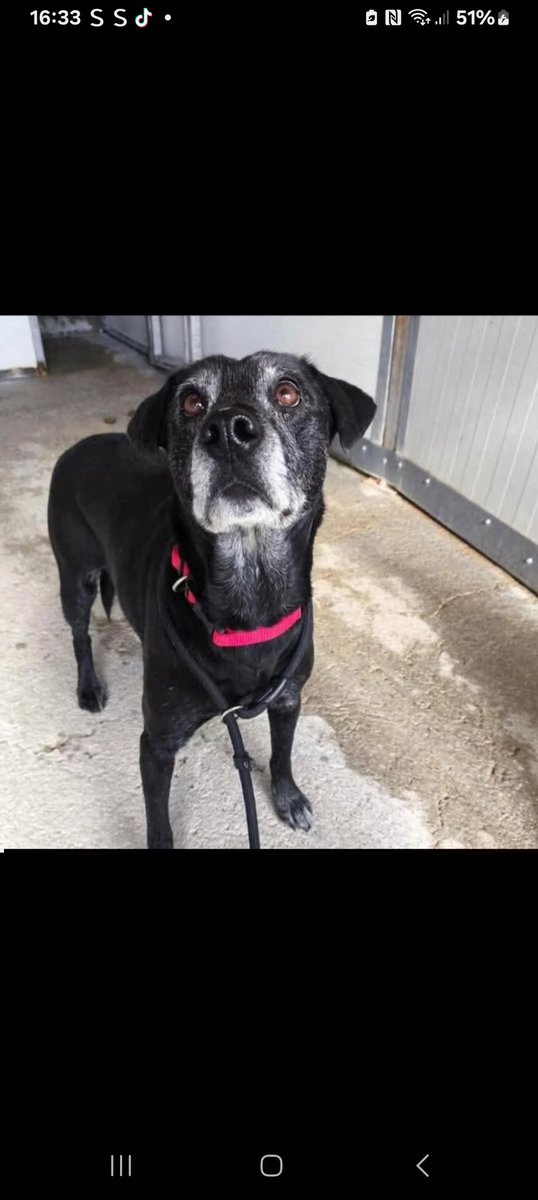 De verdad nadie tiene un hueco en su casa para esta abuelita 🥺de 10 años y sacarla de la perrera?
Las noches son muy ❄️🥶 para sus huesos,su vida ha sido un infierno y merece un hogar🙏🙏🏿🙏🏻,se lo das?
Acogida en Salamanca de donde es y adopcion toda España
Whatsapp: 635428569
