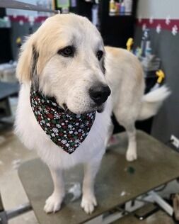 FurtasticPet's tweet image. Let's make sure your furry family members are clean, comfy, and camera ready for the holidays!  #lakewoodpetgrooming #doggrooming #doggyspa #cutedogs #furryfamily