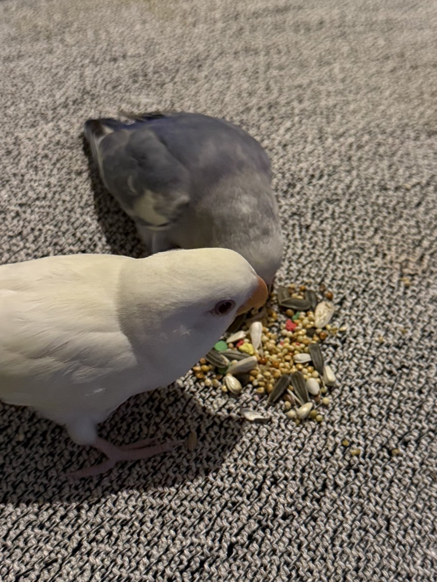 oachda's tweet image. عندي اثنين  منهم😅