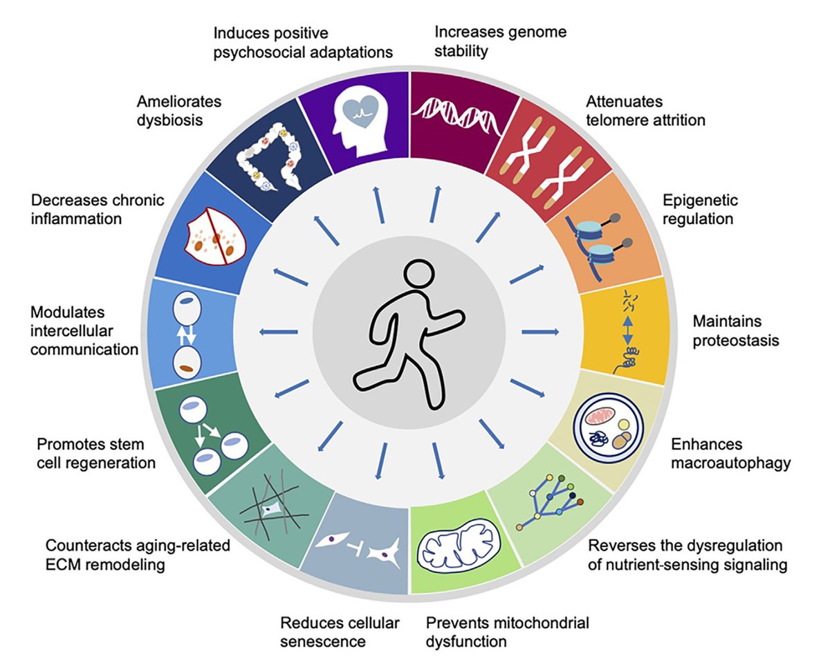 🆕 Ejercicio y envejecimiento cardiovascular: mecanismos y prescripción en mayores - beneficios y dosis óptima.

📕 J Sport Health Sci
🔓 Resumen del artículo en  cardioteca.com/cardiologia-cl…