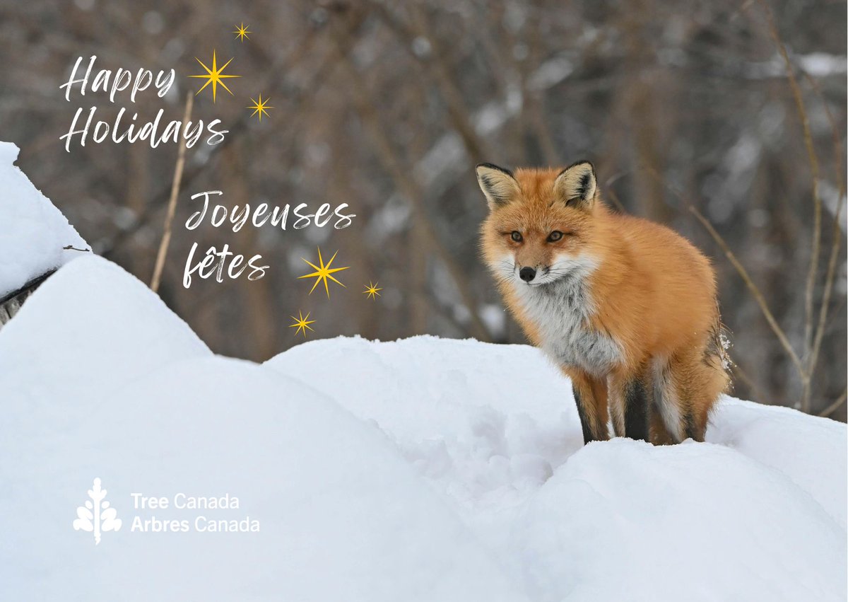 Tree Canada tweet media