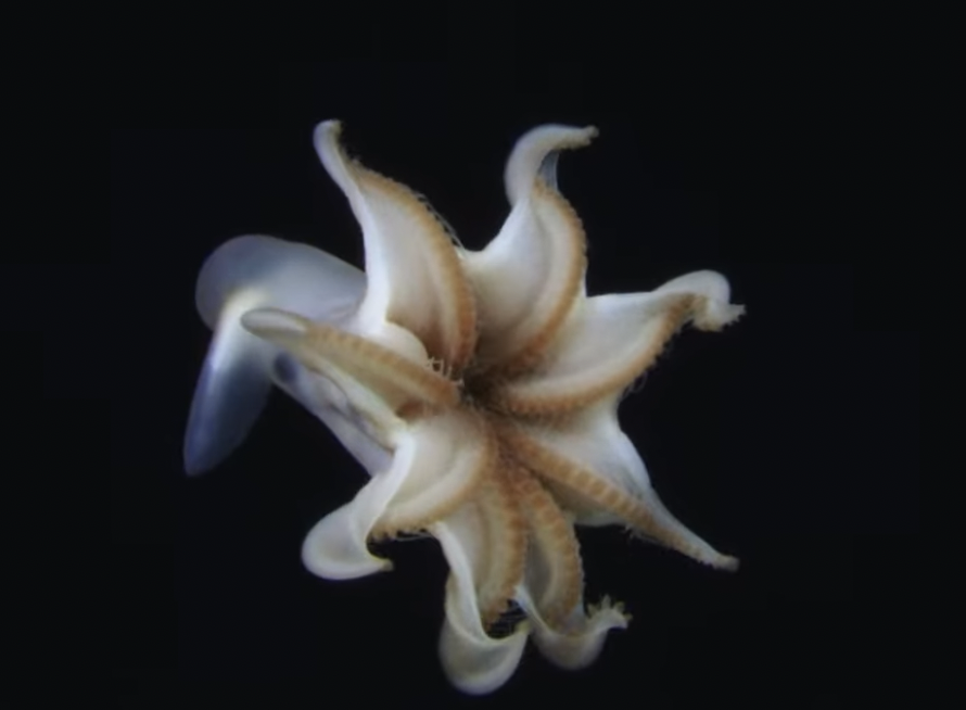EVNautilus's tweet image. We're counting down the top 10 WOW moments of 2025 and #10 is the #CookIslands #octopus that wowed our team with its tentacled display. Originally IDed as a dumbo octopus, we now believe it to be in the Cirroteuthidae family (probably Cirrothauma). Watch: youtube.com/watch?v=Yc0UJa…