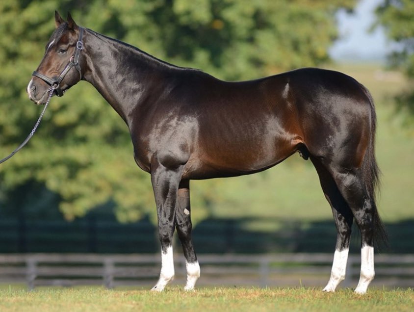 BidxSell Middle East tweet media