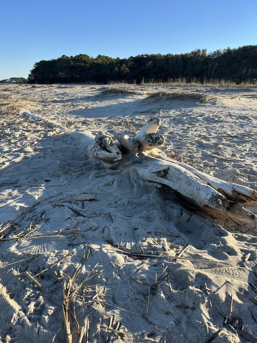 fat_while's tweet image. Walked 10 beach miles in Hilton Head.