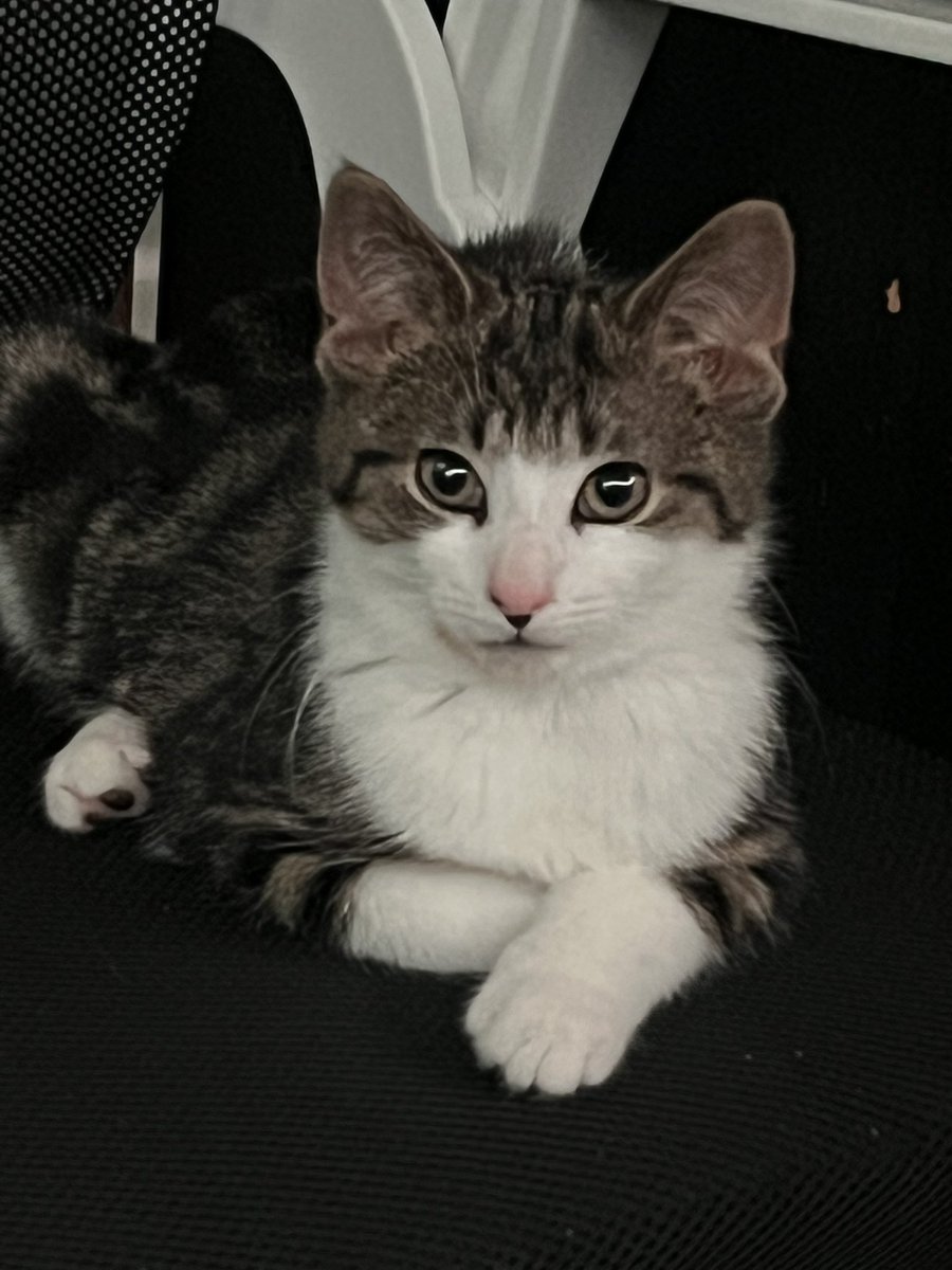AFlyingLemon6's tweet photo. Everyone say hi to socks!
#CatsOfTwitter #Cat https://t.co/axFoAzQKDP