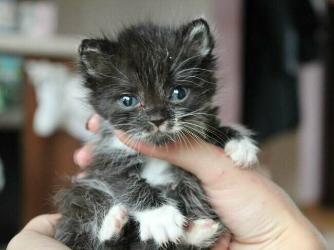 Proszę 🙏‼️
Odłóż na chwilę odkurzacz, mopa, zatrzymaj się, PREZCZYTAJ ‼️

Rok temu trafiła do mnie na tymczas Imir, u której zdiagnozowano zespolenie wrotno-oboczne, wrodzoną wadę zagrażającą życiu, ale operacyjną. Leczenie było długie, kosztowne, ale warte każdej złotówki i