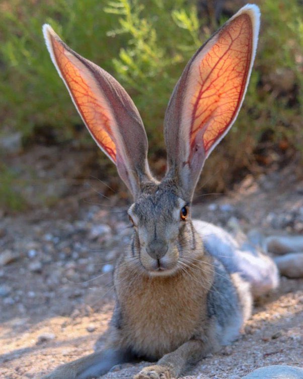 MountainhoodArt's tweet image. suit VS irl animal

boy why you so ears