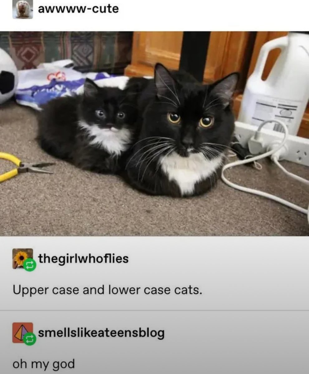 Awen 🍉🟨⬜️🟪⬛️ (@zeroawen) on Twitter photo 