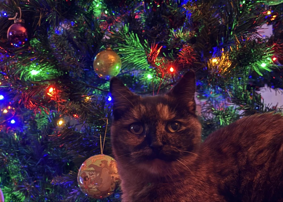 Jynx likes to be near the Christmas tree. 🎄