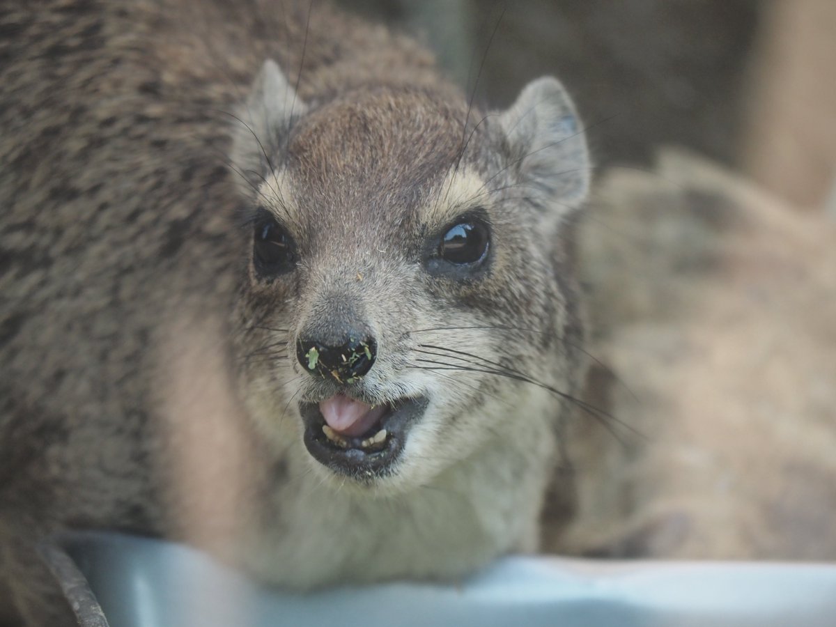 2025年振り返り3月⑤ 小さい子たくさんだったSCZ #埼玉県こども動物