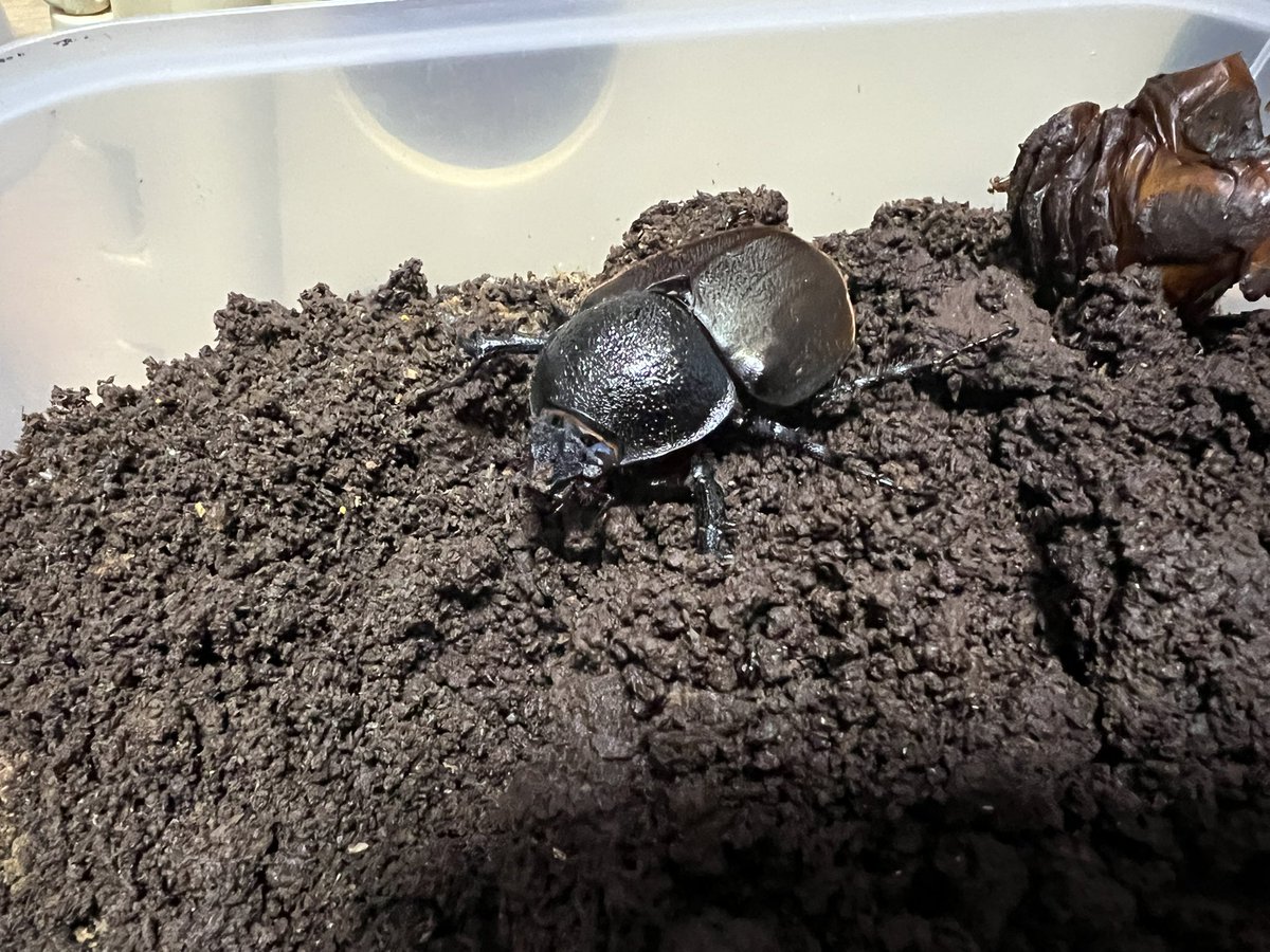 FUJI (@fuji330) / Posts / X