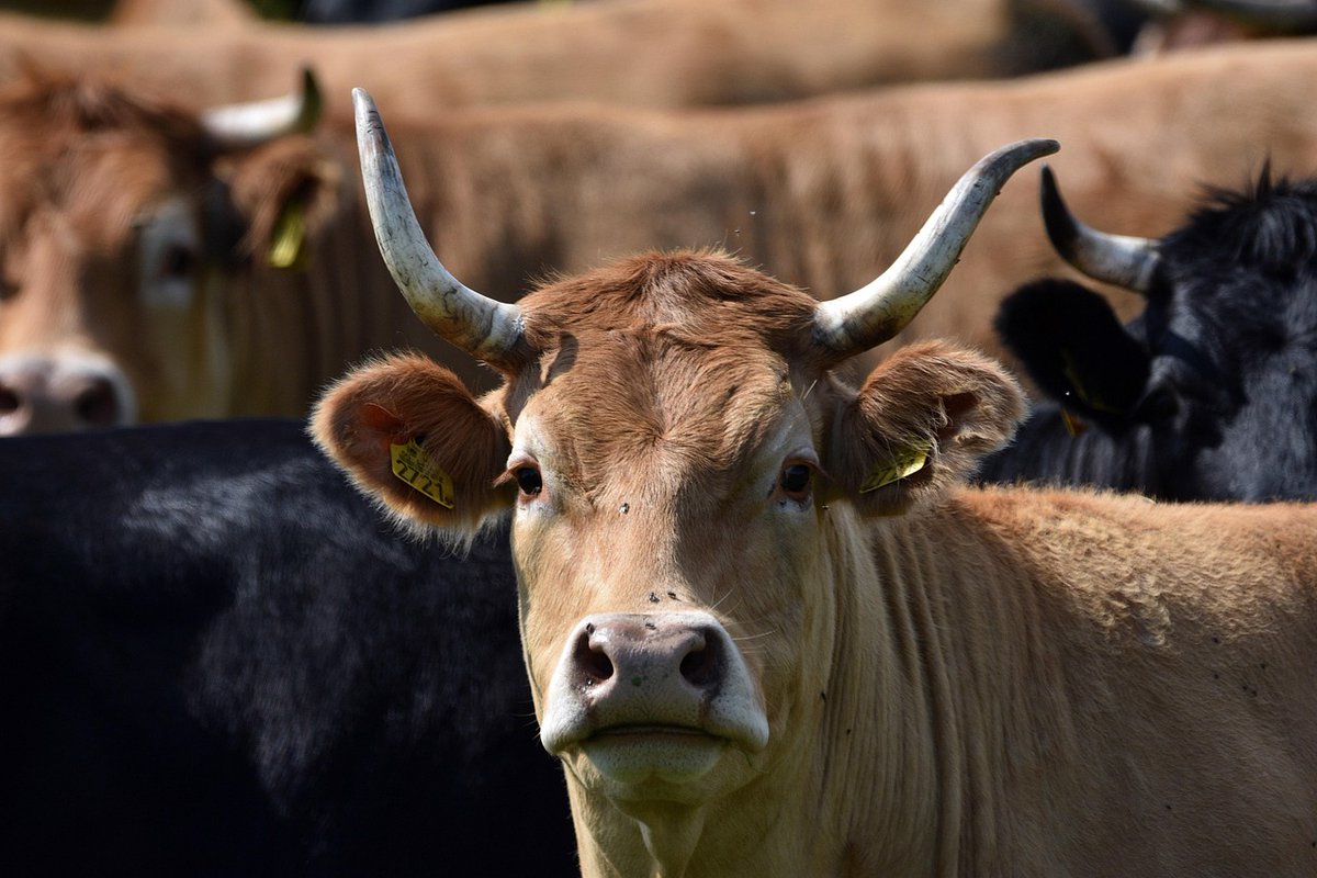 Diagnostics for Animals tweet media