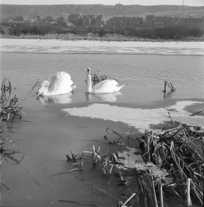 Barnsley Archives & Local Studies tweet media