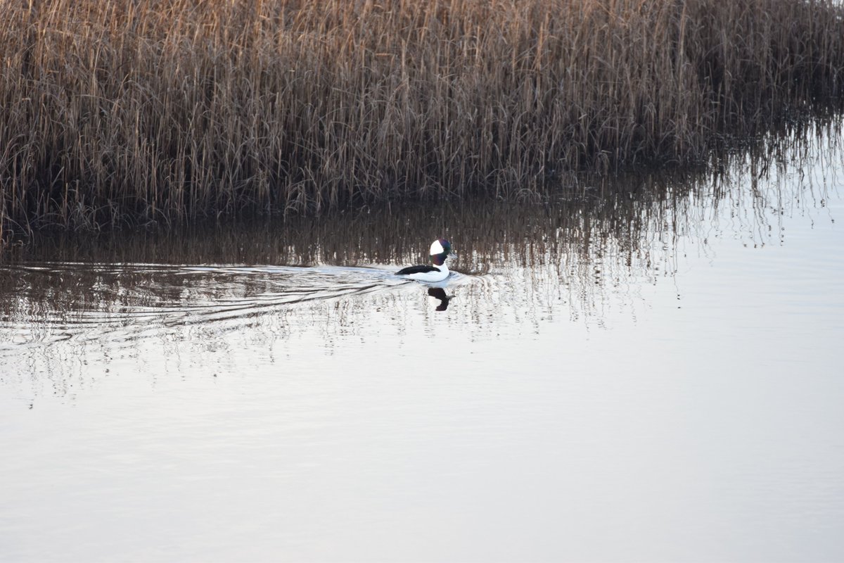 A few pics from yesterday at Foryd Bay, Caernarfon with <a href="/jkyles32/">Kyle Smith 🏴󠁧󠁢󠁳󠁣󠁴󠁿</a>, there are now, so many great pictures of the stunning Bufflehead on X, It was nice to catch up with friends on our latest twitch as well, a new lens coming soon I feel as my 300 just struggles.
<a href="/BirdGuides/">BirdGuides</a>