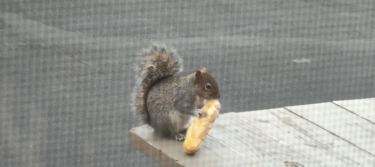 Last week I found a slice of pizza lofted up in my rafters; today the culprit seems to have IDed itself. . . .
