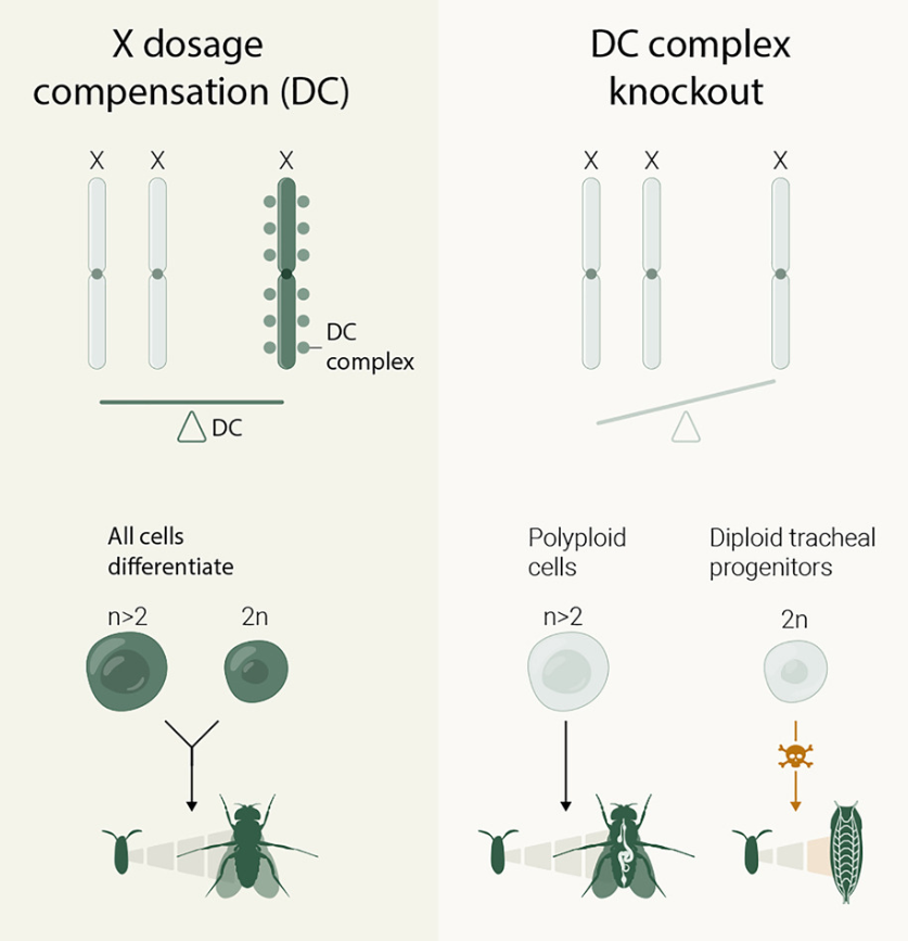 Irene Miguel-Aliaga tweet media