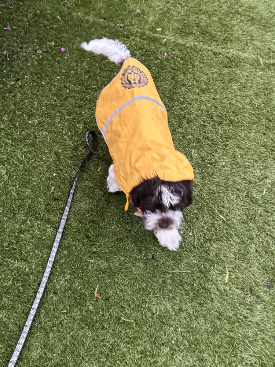 Potty training a new pup on the rain, an adventure and the next few days could be even ummm more exciting.