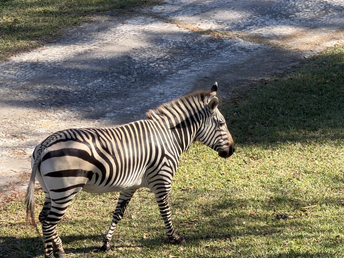 Another zebra just roaming in front of our room🤔