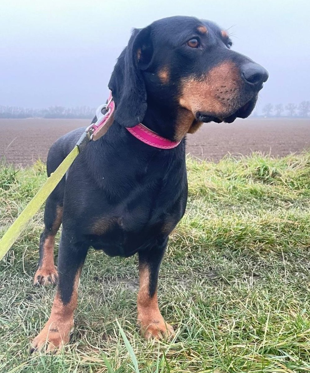 Ten słodziak potrzebuje domu, choćby tymczasowego. Przyprowadzony do schroniska na sznurku przez mężczyznę, który twierdził, że go znalazł (może właściciel). Na uszach ma wiele blizn, tył mu ucieka, jakby był przetrącony. Jest bardzo łagodny i bardzo przestraszony. Boi się