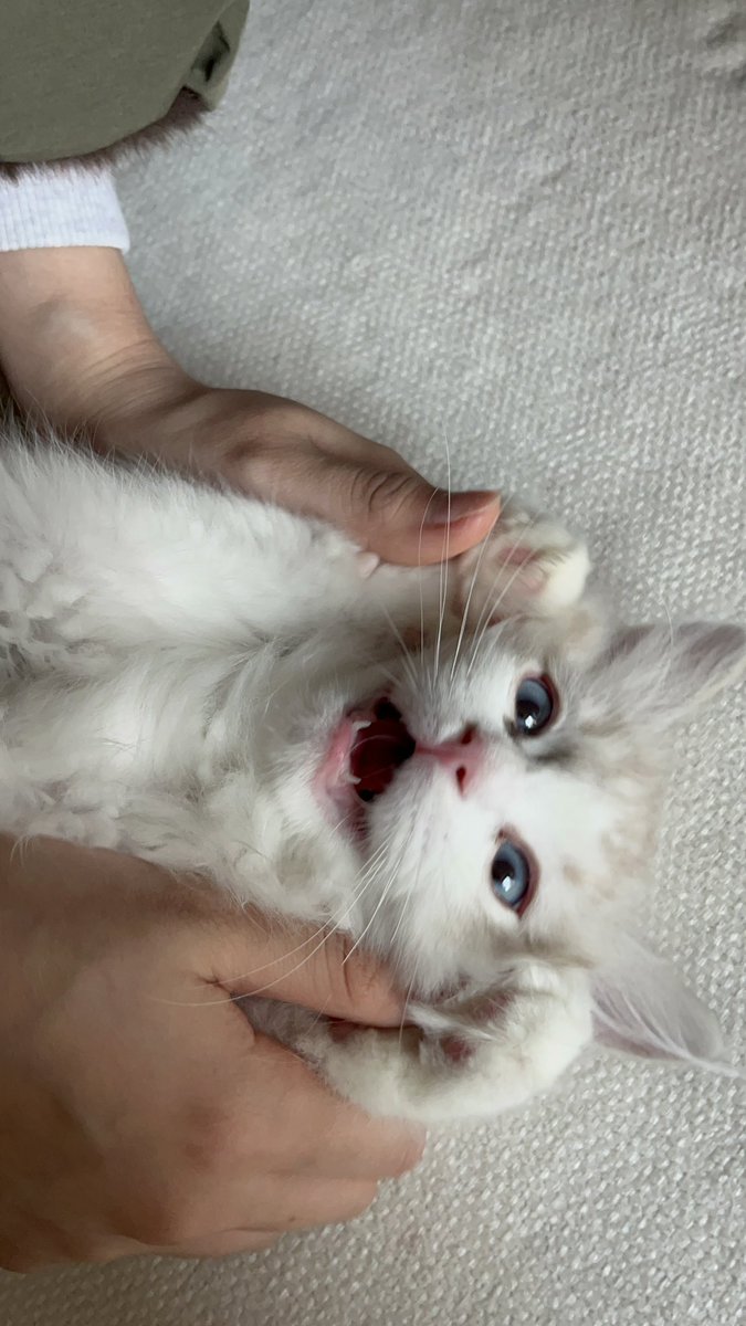 부농색젤리를가진아가냥 ♡ᜊ♡