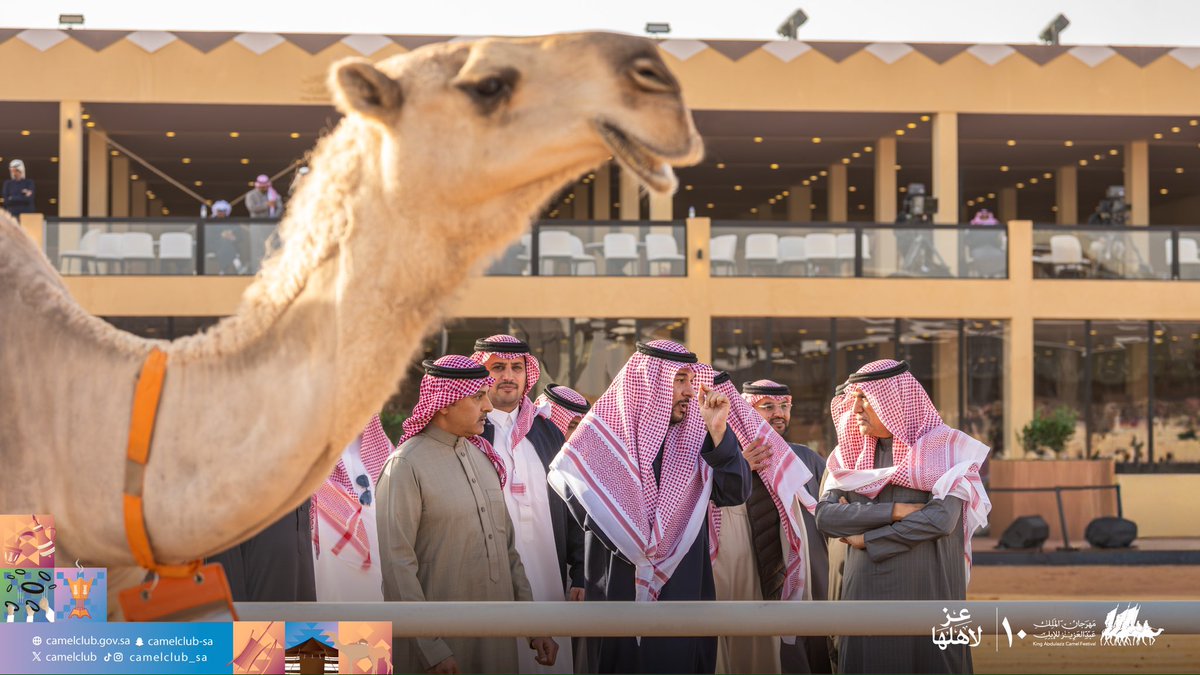 نادي الإبل tweet media