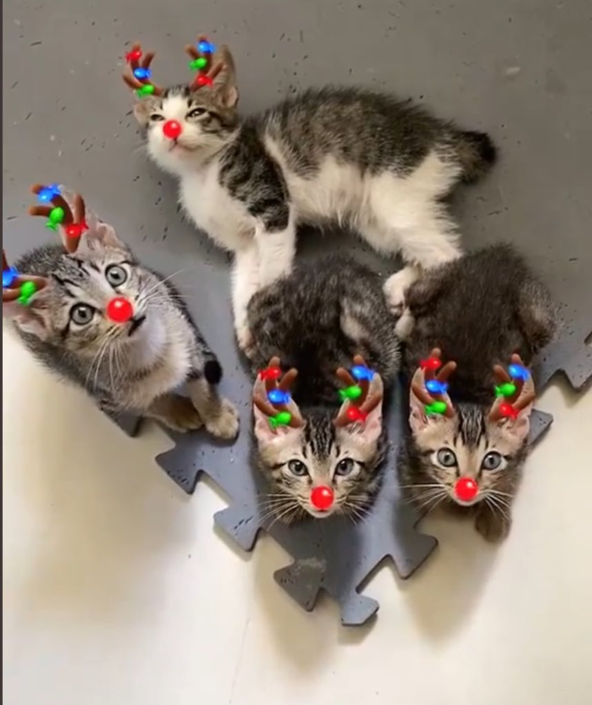 JLHerms's tweet image. #MeowyHissmas 
#CatsOfChristmas 
#Christmas2025 
#Christmas 
Wishing everyone a wonderful holiday!
🎄🎶✨😻