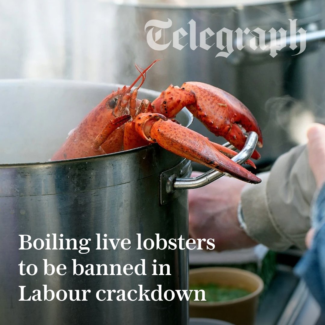 TelePolitics's tweet image. 🔴 NEW: Boiling live crab and lobster is to be banned in Britain as part of an animal rights crackdown by Labour.

Find out more ⬇️
telegraph.co.uk/business/2025/…