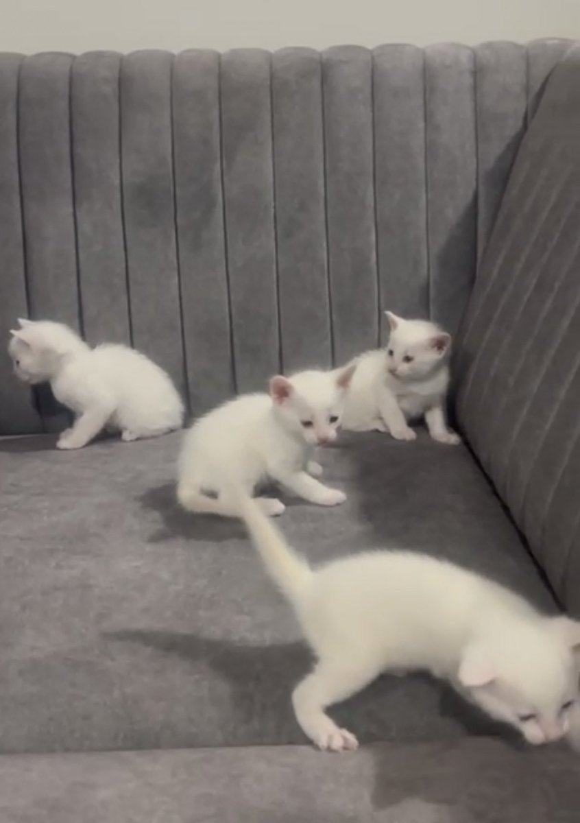 Looking for a family who can adopt these snowballs. Ajmer, Rajasthan. Let me know if you are interested.