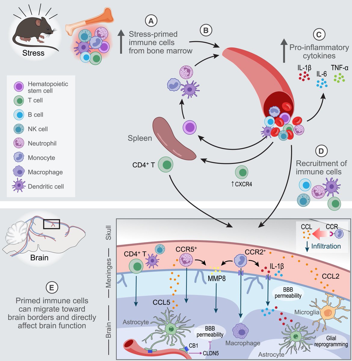 Immune-brain plasticity underpins stress and affective behaviors: <a href="/NeuroCellPress/">Neuron</a>  cell.com/neuron/fulltex…
