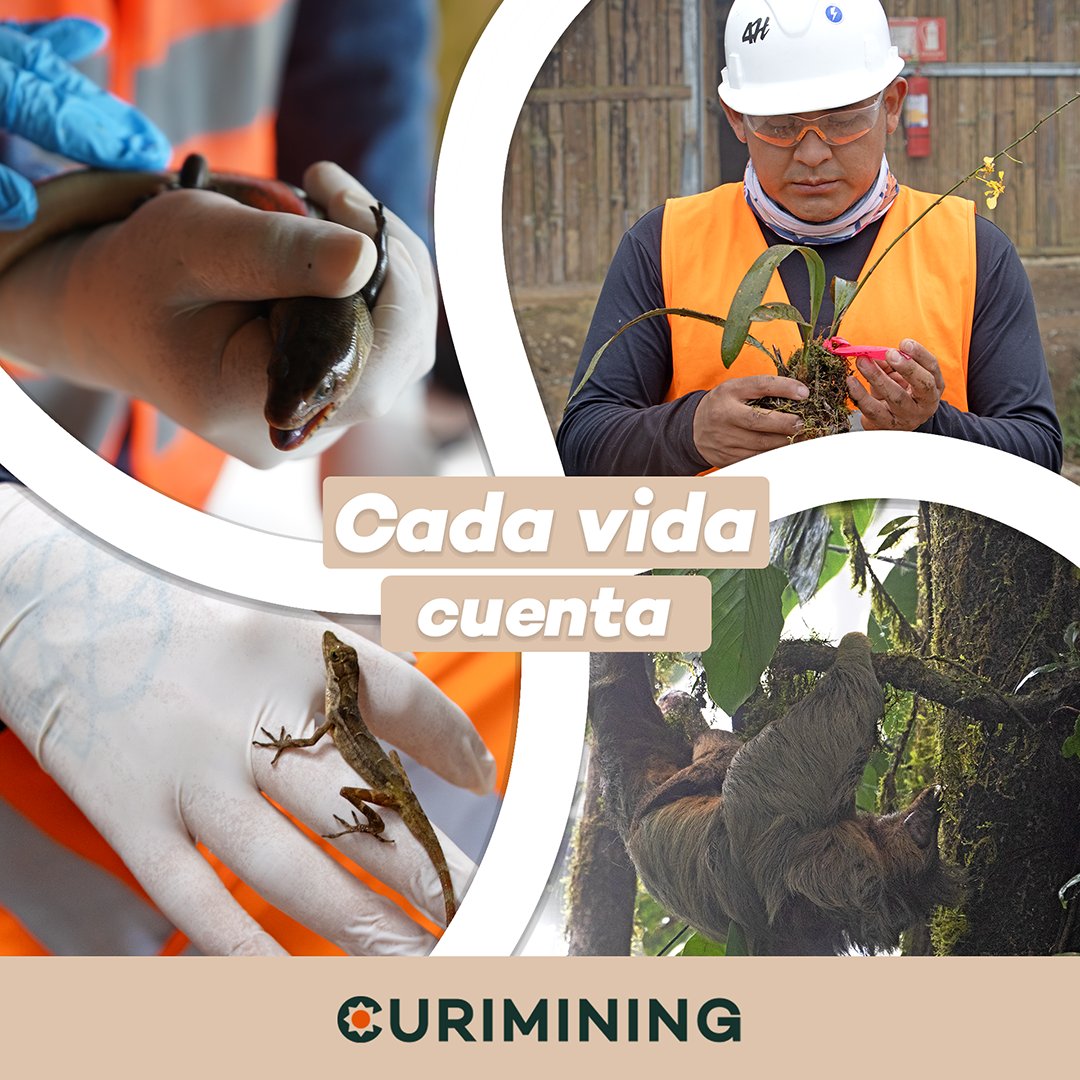 SVMElDomoEC's tweet photo. 📍En El Domo, respetar la biodiversidad es esencial.
Nuestro programa de rescate y reubicación protege cada especie identificada, asegurando su desarrollo y conservación. 🐾#DesarrolloTransparente #CaminoCompartido #CompromisoResponsable #RespetoALaVida #ElDomo #Curimining https://t.co/zEQXlK6PMt