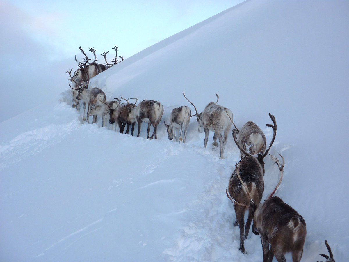 A Christmas reminder that there is a native herd of reindeer in Scotland, seen here treading a path through the deep Cairngorms snow.