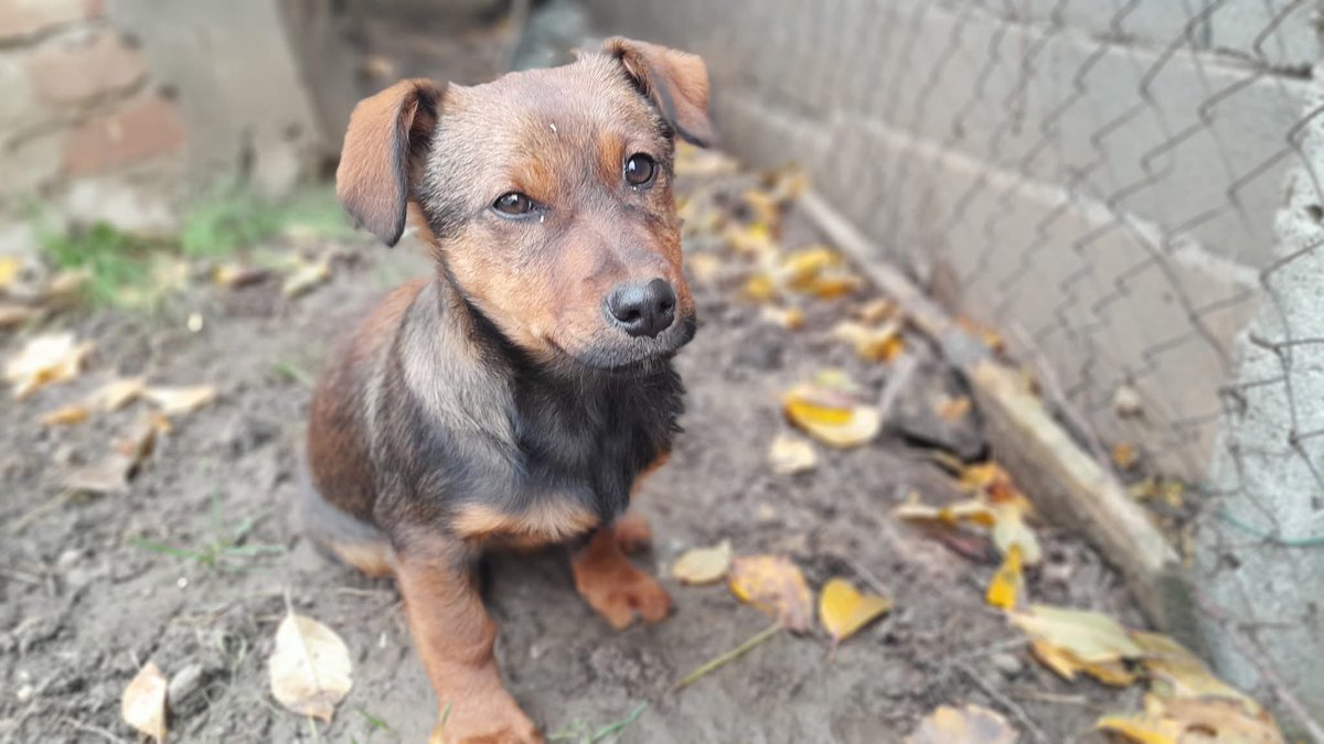 1pazovackeSape's tweet image. Iz inboxa:
Hitno-Negotin❗❗❗
Štene izbačeno na ulici, potrebna pomoć i smeštaj. Umiljato i uplašeno, da li neko želi da ga udomi ? Imam četri psa nisam u mogućnosti. Delite
Poslati poruku na VIBER +381644077837 ako ste u mogućnosti da pomognete 
Hvala