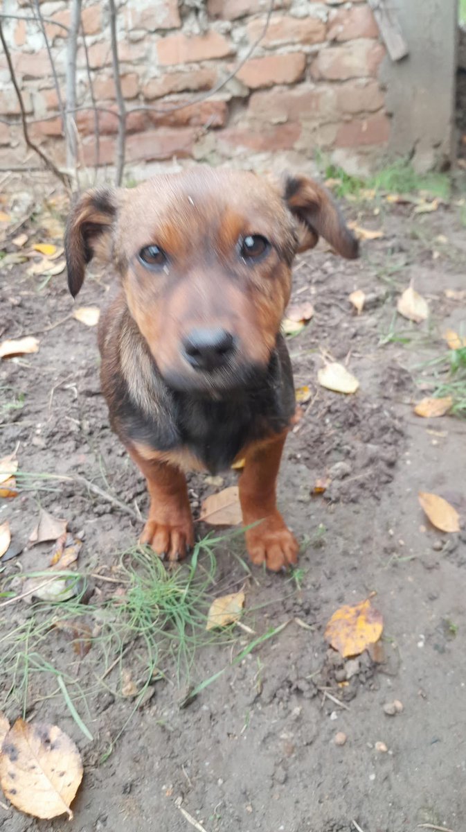 1pazovackeSape's tweet image. Iz inboxa:
Hitno-Negotin❗❗❗
Štene izbačeno na ulici, potrebna pomoć i smeštaj. Umiljato i uplašeno, da li neko želi da ga udomi ? Imam četri psa nisam u mogućnosti. Delite
Poslati poruku na VIBER +381644077837 ako ste u mogućnosti da pomognete 
Hvala