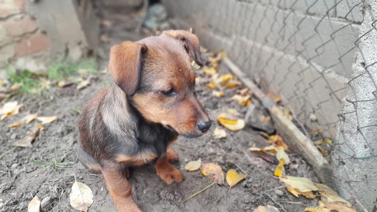 1pazovackeSape's tweet image. Iz inboxa:
Hitno-Negotin❗❗❗
Štene izbačeno na ulici, potrebna pomoć i smeštaj. Umiljato i uplašeno, da li neko želi da ga udomi ? Imam četri psa nisam u mogućnosti. Delite
Poslati poruku na VIBER +381644077837 ako ste u mogućnosti da pomognete 
Hvala