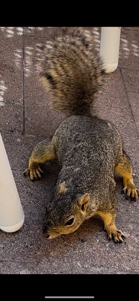 JBl73pg's tweet photo. Got scammed by a squirrel this morning! 🐿️ The little guy crouched in the middle of the road, staring at me for five seconds before slowly hopping up to the treetops.
#MorningEncounters #SquirrelGoodMorning #HealingMoment #UrbanWildlife #LookUpAndMeetCute https://t.co/nfc6BooXyI