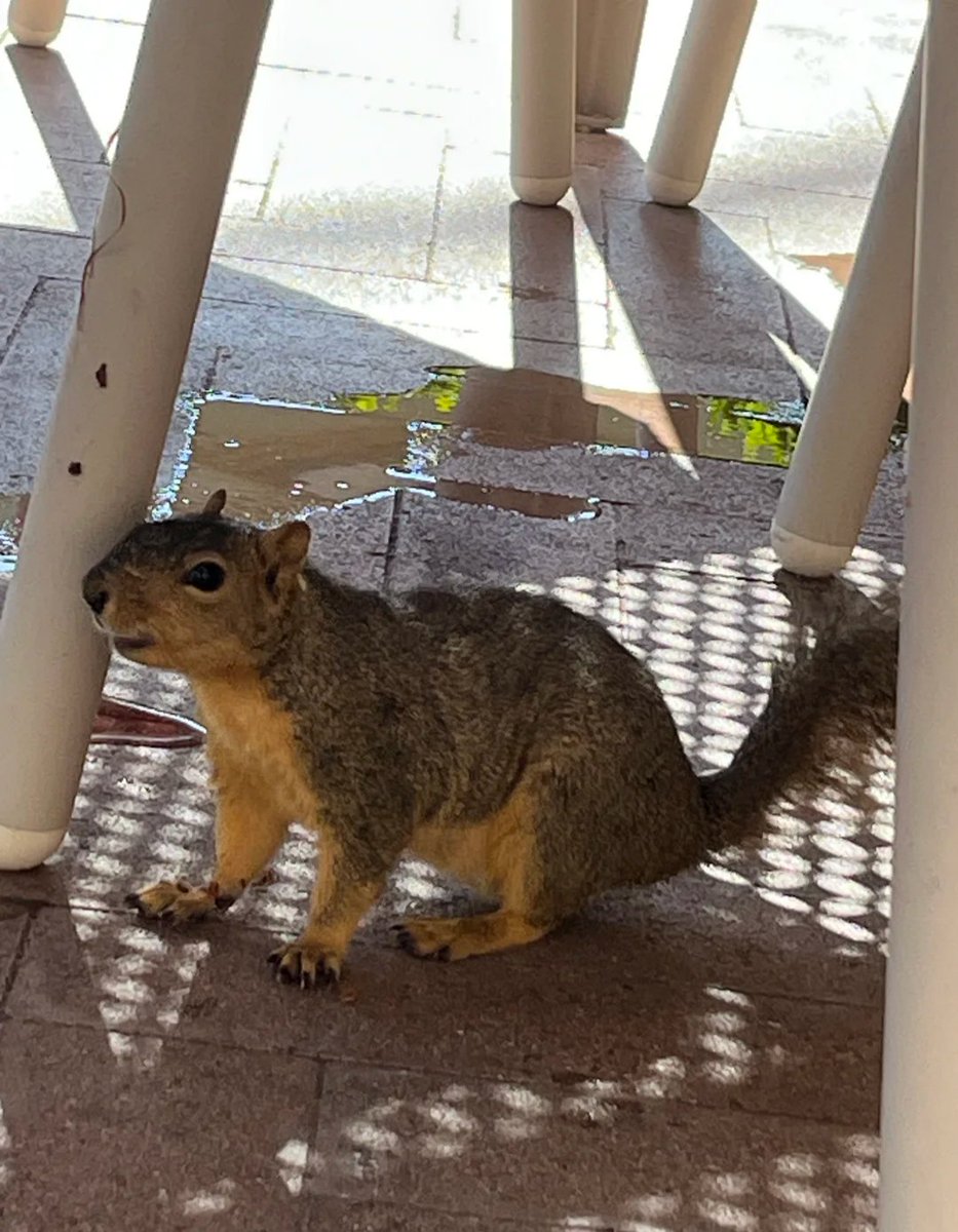 JBl73pg's tweet photo. Got scammed by a squirrel this morning! 🐿️ The little guy crouched in the middle of the road, staring at me for five seconds before slowly hopping up to the treetops.
#MorningEncounters #SquirrelGoodMorning #HealingMoment #UrbanWildlife #LookUpAndMeetCute https://t.co/nfc6BooXyI
