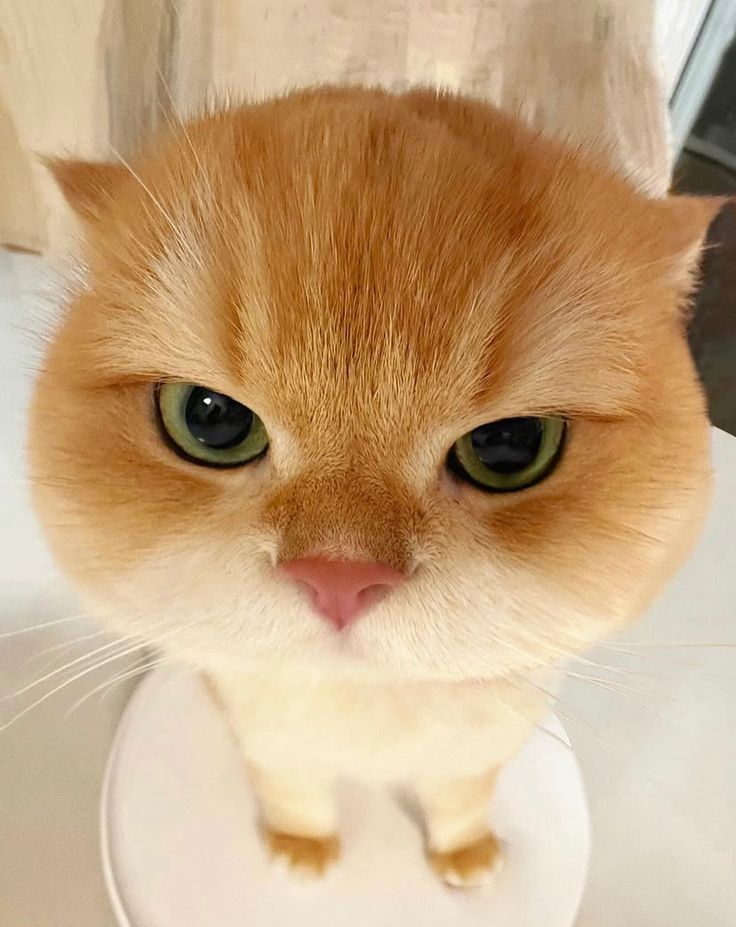 Cats all the way tweet media