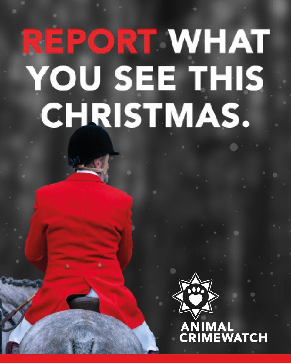 LeagueACS's tweet photo. Our supporter funded #AnimalCrimewatch service is here throughout the Christmas season. If you witness cruelty linked to hunting, please report it.

Call 0300 444 1234 or Whatsapp 0755 278 8247.

You can also report it here: https://t.co/HlBVoRslSe https://t.co/BzKPw6lkZr