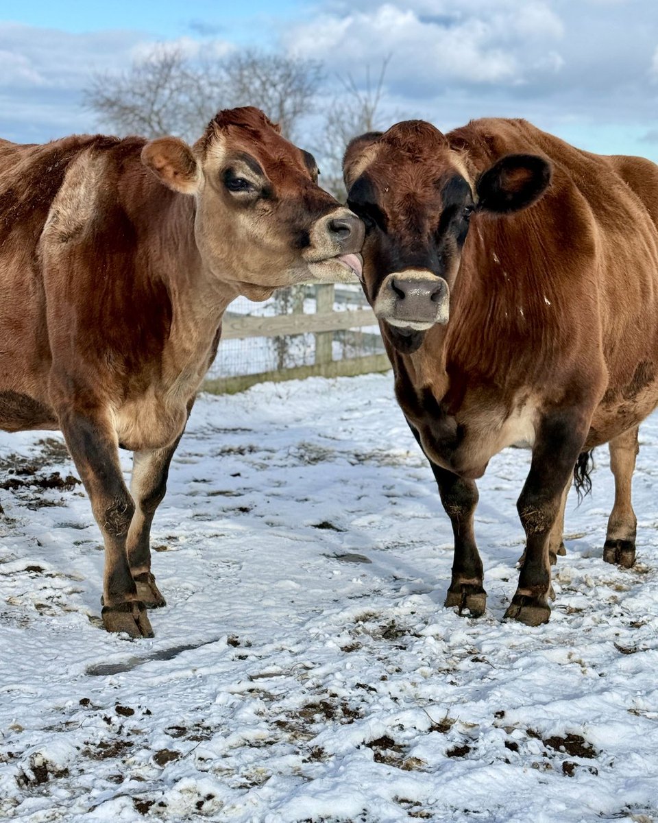 Farm Sanctuary tweet media