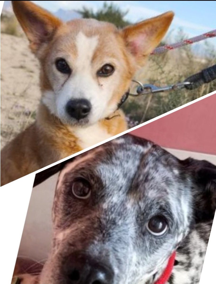 Te imaginas quedarte
sin hogar y sin familia? 
Te imaginas que eres
muy mayor? 
No quiero ni imaginar
que los 💔💔 separan.

Abuelito y adulta
HUÉRFANOS
Necesitan
♥️Un HOGAR JUNTOS♥️
#ALICANTE

x.com/i/status/20028…