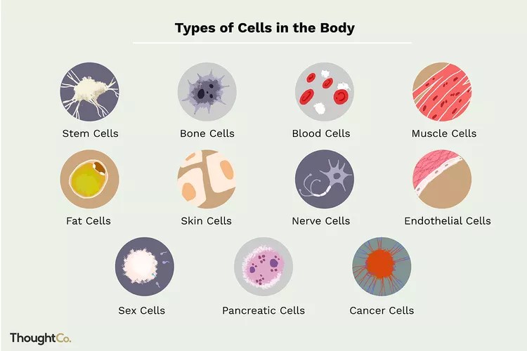 You ever think about how many different types of cells make up your body?

Hundreds of distinct cell types, totalling trillions of cells all working together for your survival.

But how do they know what to do? How do so many different cells become organized into a functional