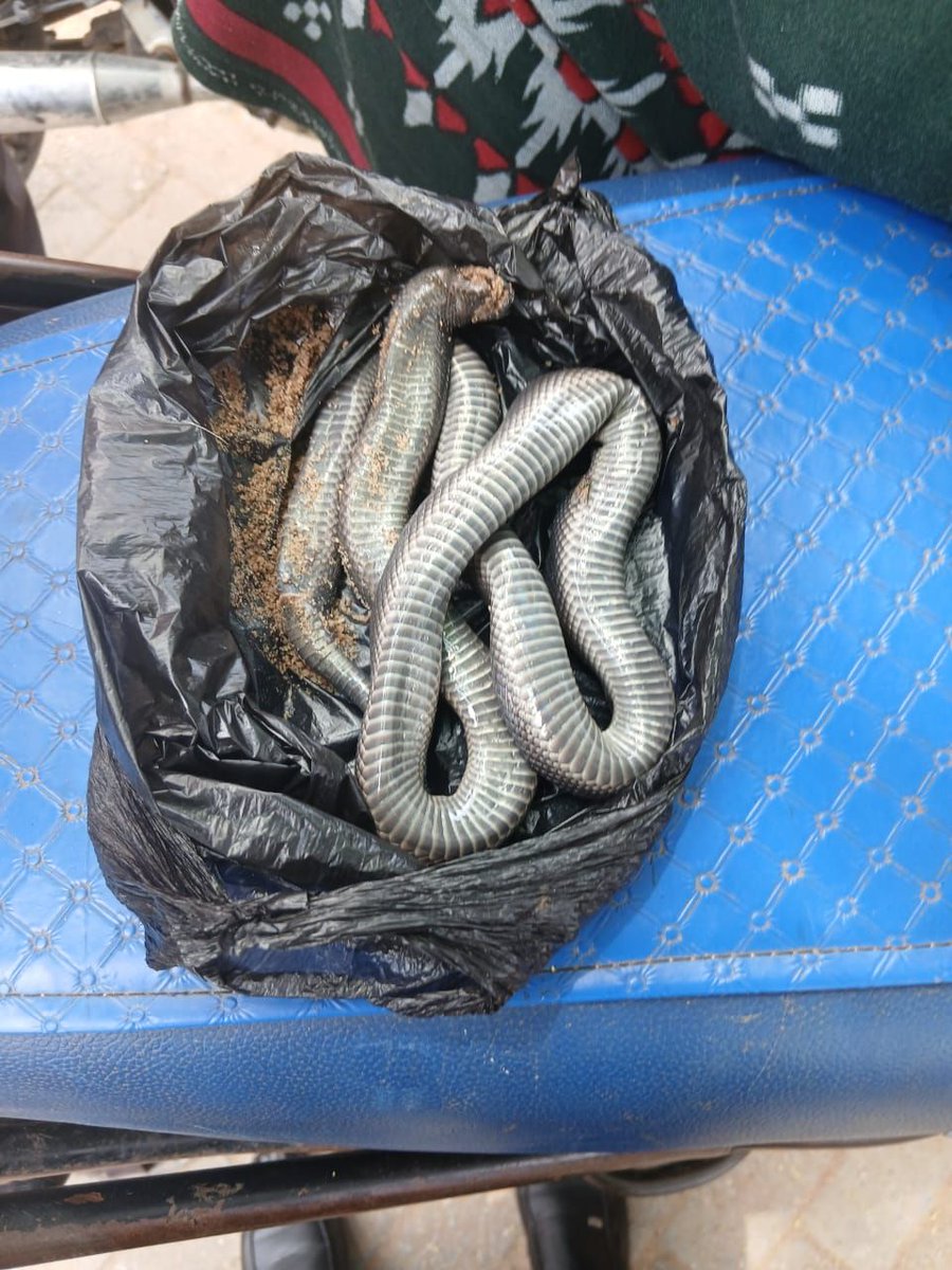 I’ve just watched a disturbing report on NTV from Tana River.

And I am deeply shaken tonight.

A pregnant woman was bitten by a snake, believed to be a cobra or black mamba. (image of the snake below)

She was moved from hospital to hospital, where she was turned away due to a