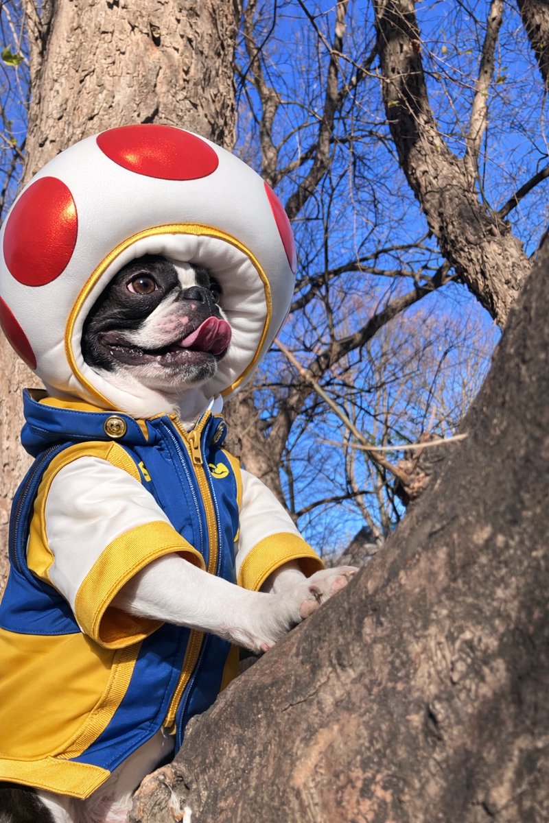 やまちゃんトルツメ (@yamayama0316) / Posts / X