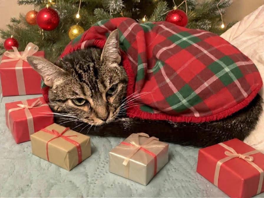 f_lo_morant's tweet photo. Celeste en adopción

 Ainhoa 655441514 https://t.co/7VIN0nTduR
