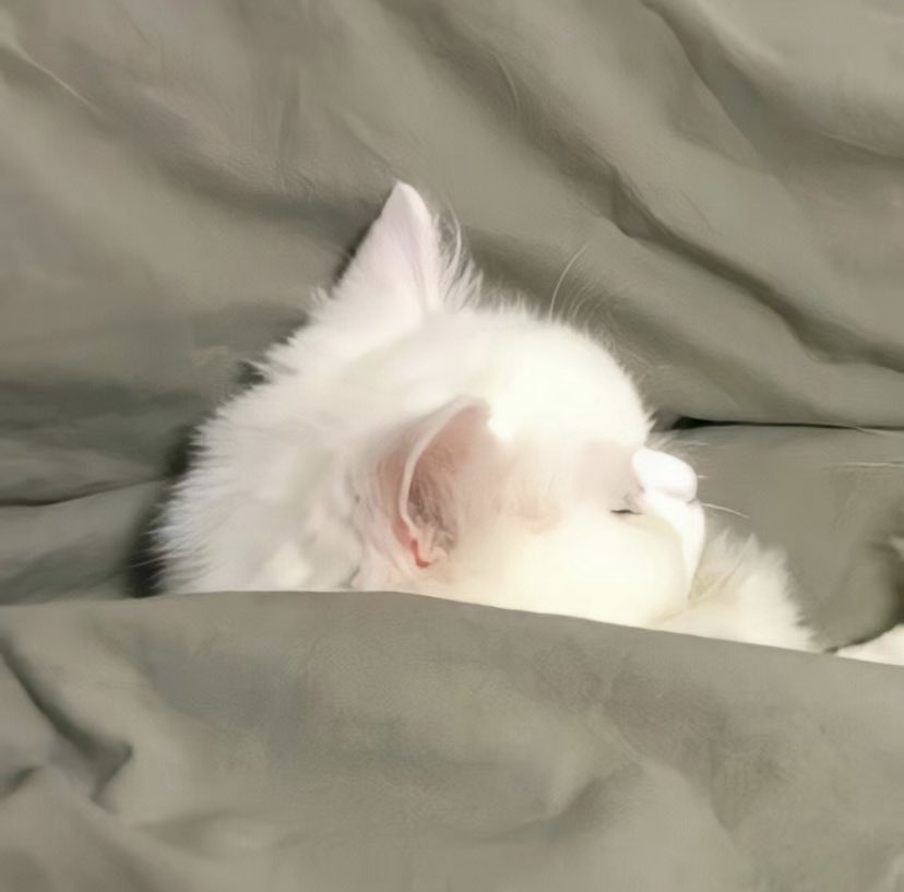 catsdotjpg's tweet image. 